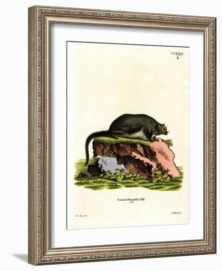 Red Giant Flying Squirrel-null-Framed Giclee Print