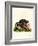 Red Giant Flying Squirrel-null-Framed Giclee Print