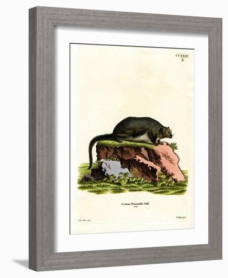 Red Giant Flying Squirrel-null-Framed Giclee Print