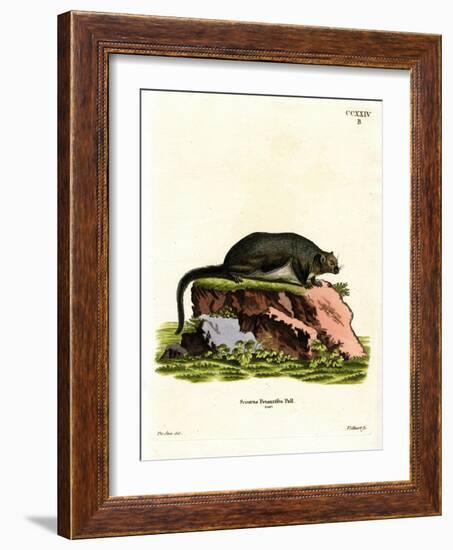 Red Giant Flying Squirrel-null-Framed Giclee Print