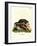 Red Giant Flying Squirrel-null-Framed Giclee Print