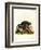 Red Giant Flying Squirrel-null-Framed Giclee Print