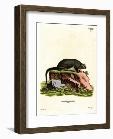 Red Giant Flying Squirrel-null-Framed Giclee Print