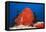 Red Giant Frogfish (Antennarius Commersonii)-Reinhard Dirscherl-Framed Premier Image Canvas