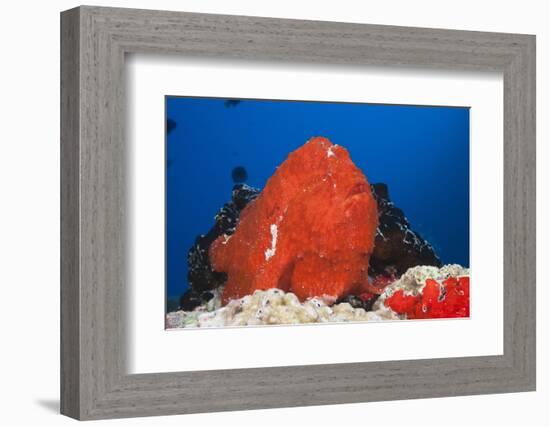 Red Giant Frogfish (Antennarius Commersonii)-Reinhard Dirscherl-Framed Photographic Print