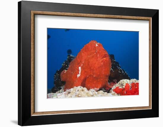 Red Giant Frogfish (Antennarius Commersonii)-Reinhard Dirscherl-Framed Photographic Print