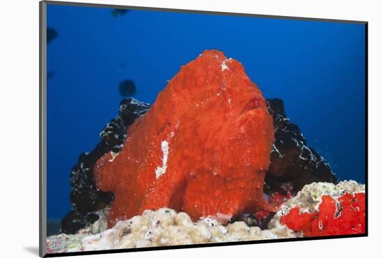 Red Giant Frogfish (Antennarius Commersonii)-Reinhard Dirscherl-Mounted Photographic Print