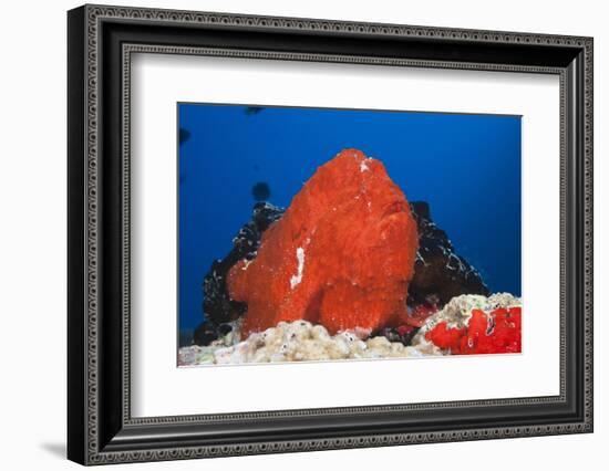 Red Giant Frogfish (Antennarius Commersonii)-Reinhard Dirscherl-Framed Photographic Print