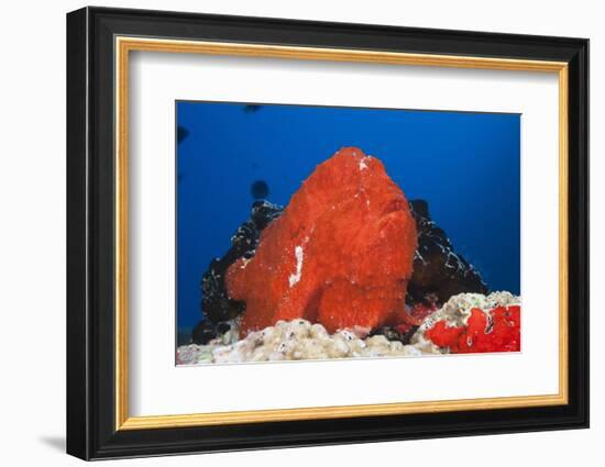 Red Giant Frogfish (Antennarius Commersonii)-Reinhard Dirscherl-Framed Photographic Print