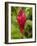 Red Ginger Flower (Alpinia Purpurata), Coral Coast, Viti Levu, Fiji, South Pacific-David Wall-Framed Photographic Print