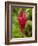 Red Ginger Flower (Alpinia Purpurata), Coral Coast, Viti Levu, Fiji, South Pacific-David Wall-Framed Photographic Print