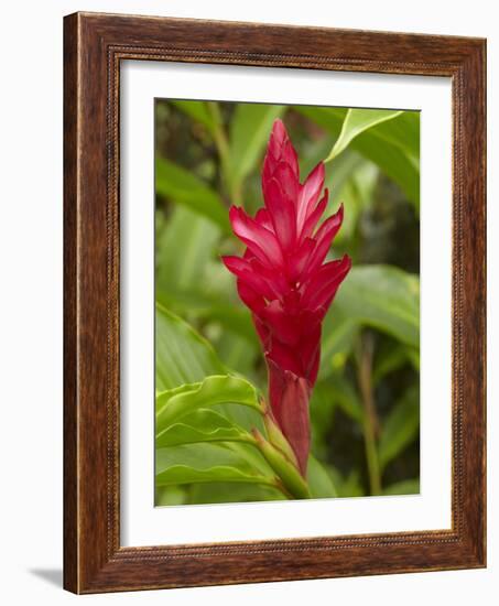 Red Ginger Flower (Alpinia Purpurata), Coral Coast, Viti Levu, Fiji, South Pacific-David Wall-Framed Photographic Print