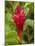 Red Ginger Flower (Alpinia Purpurata), Coral Coast, Viti Levu, Fiji, South Pacific-David Wall-Mounted Photographic Print