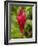 Red Ginger Flower (Alpinia Purpurata), Coral Coast, Viti Levu, Fiji, South Pacific-David Wall-Framed Photographic Print