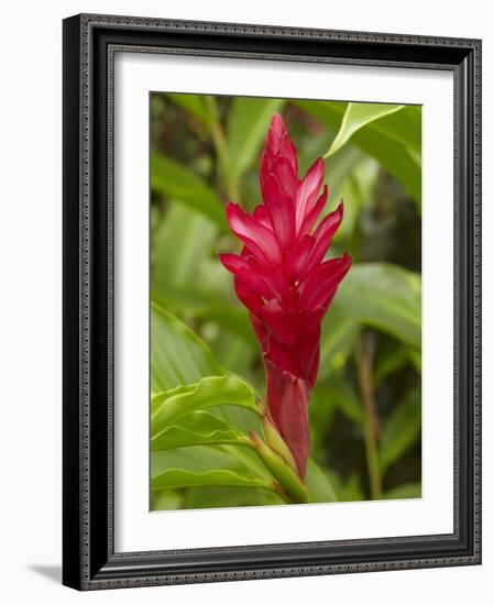 Red Ginger Flower (Alpinia Purpurata), Coral Coast, Viti Levu, Fiji, South Pacific-David Wall-Framed Photographic Print