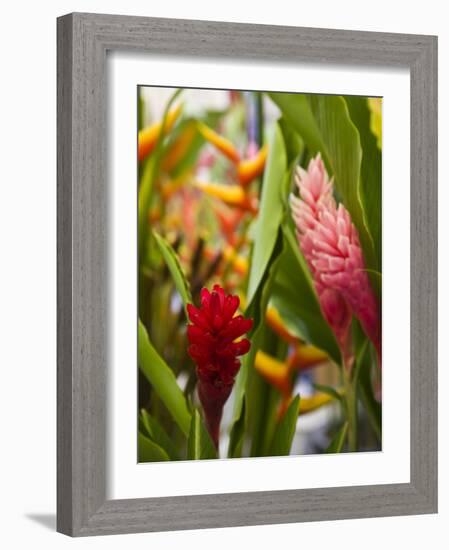 Red Ginger flowers, Seafront Market, St-Paul, Reunion Island, France-Walter Bibikow-Framed Photographic Print