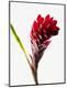 Premium Photographic Print