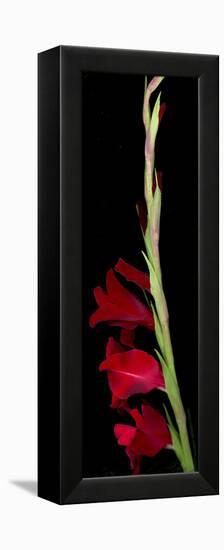 Red Gladiola-Anna Miller-Framed Premier Image Canvas