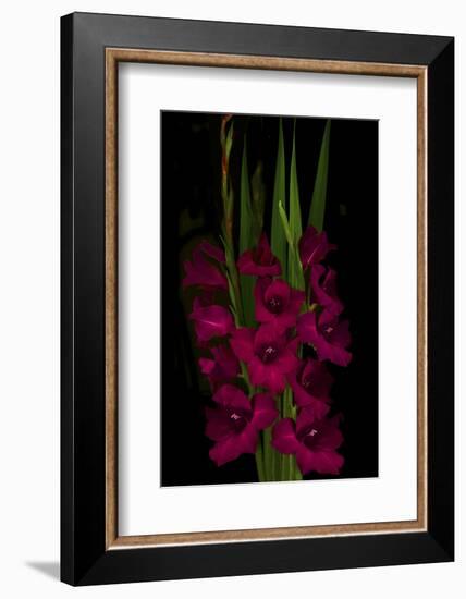 Red Gladiola-Anna Miller-Framed Photographic Print