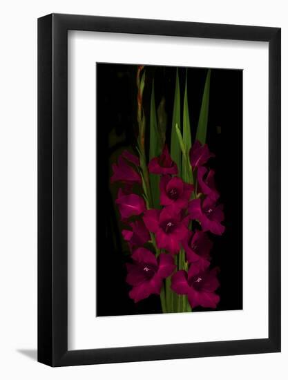 Red Gladiola-Anna Miller-Framed Photographic Print