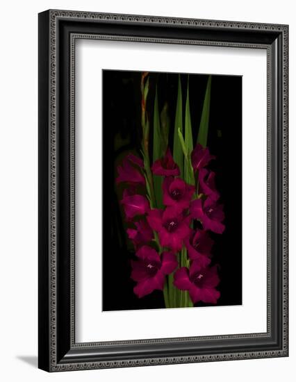 Red Gladiola-Anna Miller-Framed Photographic Print