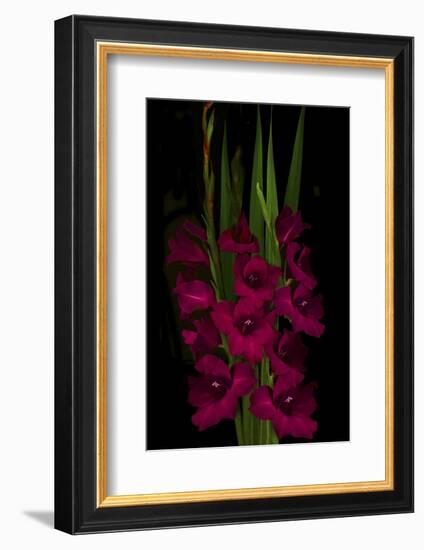 Red Gladiola-Anna Miller-Framed Photographic Print