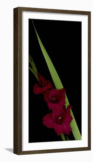 Red Gladiola-Anna Miller-Framed Photographic Print