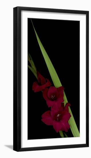 Red Gladiola-Anna Miller-Framed Photographic Print