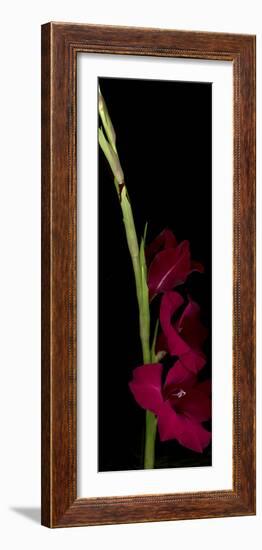 Red Gladiola-Anna Miller-Framed Photographic Print