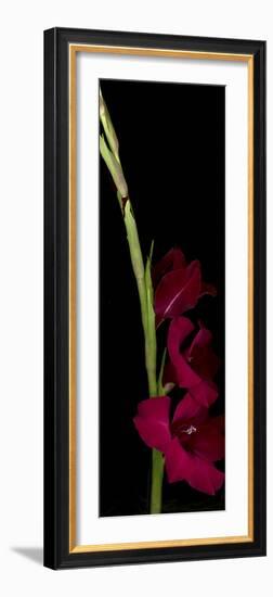 Red Gladiola-Anna Miller-Framed Photographic Print