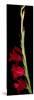 Red Gladiola-Anna Miller-Mounted Photographic Print