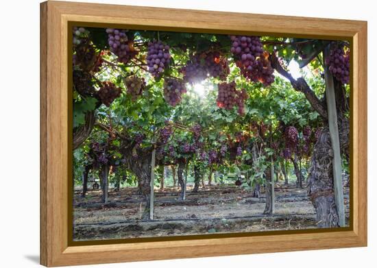 Red Globe Grapes at a Vineyard, San Joaquin Valley, California, Usa-Yadid Levy-Framed Premier Image Canvas