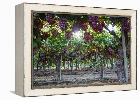 Red Globe Grapes at a Vineyard, San Joaquin Valley, California, Usa-Yadid Levy-Framed Premier Image Canvas