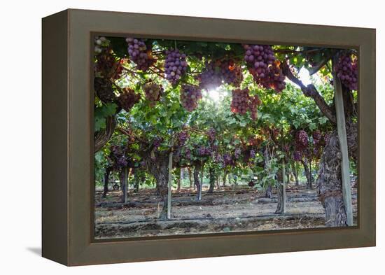 Red Globe Grapes at a Vineyard, San Joaquin Valley, California, Usa-Yadid Levy-Framed Premier Image Canvas