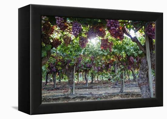 Red Globe Grapes at a Vineyard, San Joaquin Valley, California, Usa-Yadid Levy-Framed Premier Image Canvas