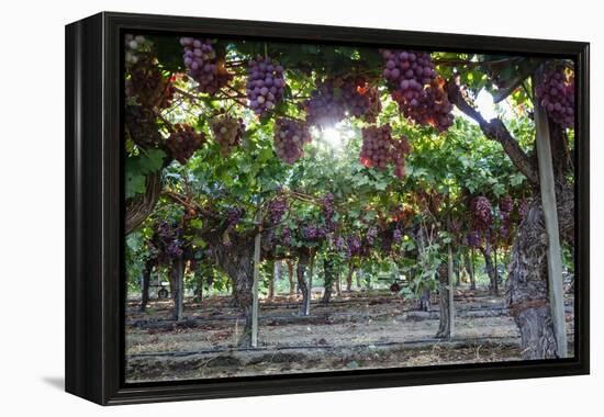 Red Globe Grapes at a Vineyard, San Joaquin Valley, California, Usa-Yadid Levy-Framed Premier Image Canvas