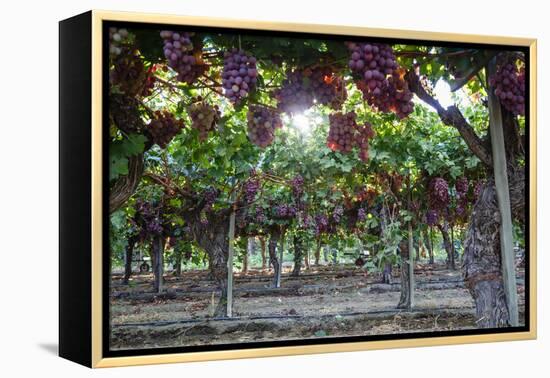 Red Globe Grapes at a Vineyard, San Joaquin Valley, California, Usa-Yadid Levy-Framed Premier Image Canvas
