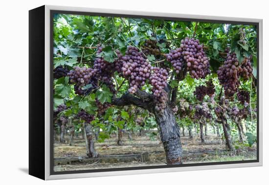 Red Globe Grapes at a Vineyard, San Joaquin Valley, California, Usa-Yadid Levy-Framed Premier Image Canvas