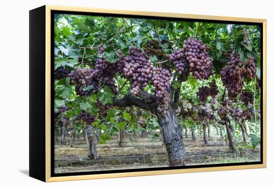 Red Globe Grapes at a Vineyard, San Joaquin Valley, California, Usa-Yadid Levy-Framed Premier Image Canvas