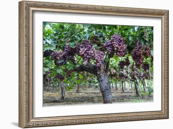 Red Globe Grapes at a Vineyard, San Joaquin Valley, California, Usa-Yadid Levy-Framed Photographic Print