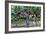 Red Globe Grapes at a Vineyard, San Joaquin Valley, California, Usa-Yadid Levy-Framed Photographic Print