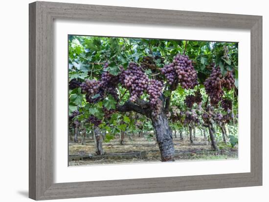 Red Globe Grapes at a Vineyard, San Joaquin Valley, California, Usa-Yadid Levy-Framed Photographic Print