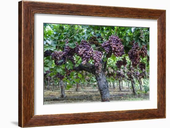 Red Globe Grapes at a Vineyard, San Joaquin Valley, California, Usa-Yadid Levy-Framed Photographic Print