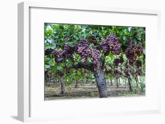 Red Globe Grapes at a Vineyard, San Joaquin Valley, California, Usa-Yadid Levy-Framed Photographic Print