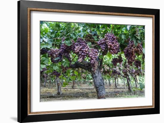 Red Globe Grapes at a Vineyard, San Joaquin Valley, California, Usa-Yadid Levy-Framed Photographic Print