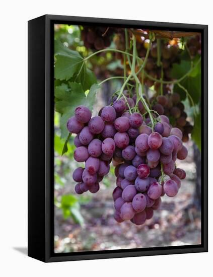 Red Globe Grapes at a Vineyard, San Joaquin Valley, California, Usa-Yadid Levy-Framed Premier Image Canvas