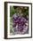 Red Globe Grapes at a Vineyard, San Joaquin Valley, California, Usa-Yadid Levy-Framed Photographic Print