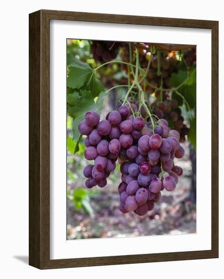 Red Globe Grapes at a Vineyard, San Joaquin Valley, California, Usa-Yadid Levy-Framed Photographic Print