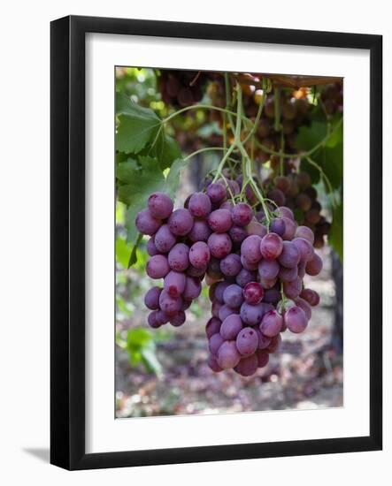 Red Globe Grapes at a Vineyard, San Joaquin Valley, California, Usa-Yadid Levy-Framed Photographic Print