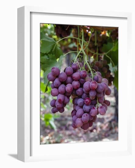 Red Globe Grapes at a Vineyard, San Joaquin Valley, California, Usa-Yadid Levy-Framed Photographic Print